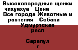 Высокопородные щенки чихуахуа › Цена ­ 25 000 - Все города Животные и растения » Собаки   . Удмуртская респ.,Сарапул г.